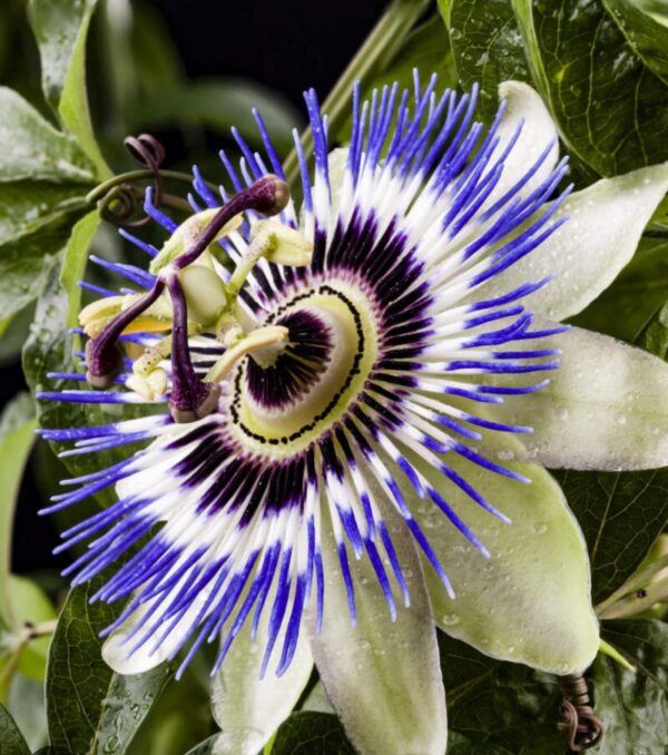 Passion Flower Tincture